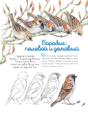 Птицы в городе. 25 историй в фактах и рисунках — фото, картинка — 6