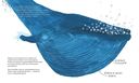 Синий кит — фото, картинка — 4