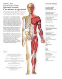 Большой атлас анатомии человека — фото, картинка — 1