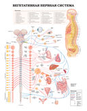 Большой атлас анатомии человека — фото, картинка — 3