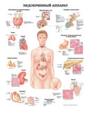 Большой атлас анатомии человека — фото, картинка — 6