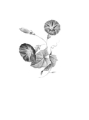 Подруга особого назначения — фото, картинка — 1