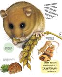 Животные — фото, картинка — 19