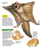 Животные — фото, картинка — 25