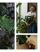 Растущие в темноте. Комнатные растения для укромных уголков вашего дома — фото, картинка — 8