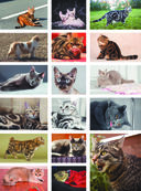 Большая книга о кошках и собаках. 1001 фотография — фото, картинка — 13