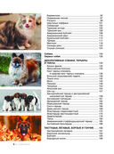 Большая книга о кошках и собаках. 1001 фотография — фото, картинка — 4