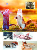 Большая книга о кошках и собаках. 1001 фотография — фото, картинка — 9