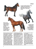 Лошади — фото, картинка — 2