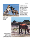 Лошади — фото, картинка — 12