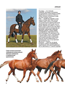 Лошади — фото, картинка — 4