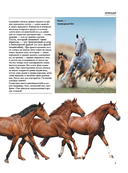 Лошади — фото, картинка — 5