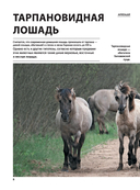 Лошади — фото, картинка — 6