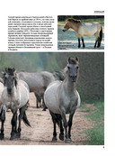 Лошади — фото, картинка — 7