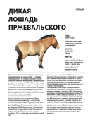 Лошади — фото, картинка — 8