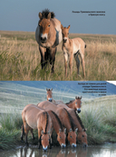 Лошади — фото, картинка — 9