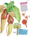 Растения — фото, картинка — 19