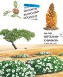 Растения — фото, картинка — 23