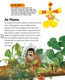 Растения — фото, картинка — 24