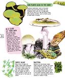 Растения — фото, картинка — 26