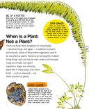 Растения — фото, картинка — 27