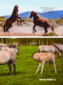 Большая книга о лошадях и пони. 1001 фотография — фото, картинка — 11