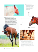 Большая книга о лошадях и пони. 1001 фотография — фото, картинка — 12