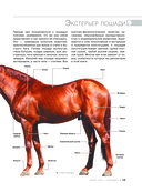 Большая книга о лошадях и пони. 1001 фотография — фото, картинка — 13