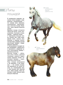 Большая книга о лошадях и пони. 1001 фотография — фото, картинка — 14