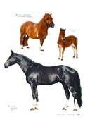 Большая книга о лошадях и пони. 1001 фотография — фото, картинка — 15