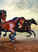 Большая книга о лошадях и пони. 1001 фотография — фото, картинка — 7