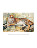 Конец мегафауны — фото, картинка — 5