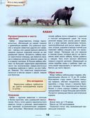 Энциклопедия. Кто в лесу живет? — фото, картинка — 2