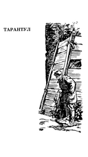 Тарантул — фото, картинка — 2