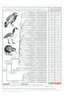 Вымершие птицы мира — фото, картинка — 10