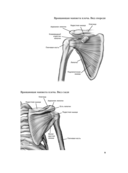 Анатомия бодибилдинга — фото, картинка — 6