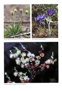 Насекомые лугов, полей и опушек — фото, картинка — 5