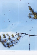 Насекомые лугов, полей и опушек — фото, картинка — 6