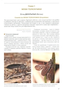 Насекомые лугов, полей и опушек — фото, картинка — 7