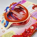 Анатомия — фото, картинка — 3