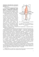 Анатомия человека — фото, картинка — 7