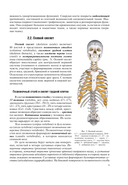 Анатомия человека — фото, картинка — 9