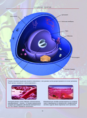 Анатографика — фото, картинка — 14