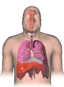 Анатографика — фото, картинка — 6