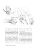 МОРФО. Скелет и мышцы человека. Анатомия для художников — фото, картинка — 12