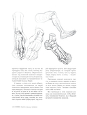 МОРФО. Скелет и мышцы человека. Анатомия для художников — фото, картинка — 14