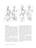 МОРФО. Скелет и мышцы человека. Анатомия для художников — фото, картинка — 8