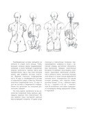 МОРФО. Скелет и мышцы человека. Анатомия для художников — фото, картинка — 9