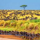 Животные Африки — фото, картинка — 9