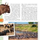 Животные Африки — фото, картинка — 10
